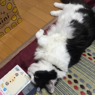 里親決定、ありがとうございました。2匹一緒に！