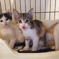 元気いっぱい甘えっこの子猫ｵｽﾒｽ３兄妹♡