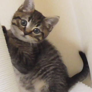 マンチカン　長足の男の子　生後2ヶ月