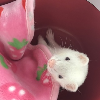 可愛がってくれる方