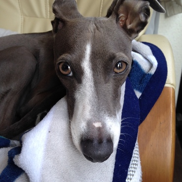 ペンシルの写真