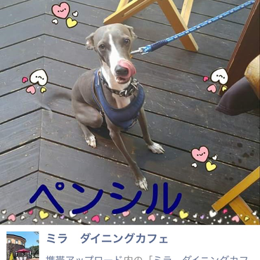 ペンシルの写真