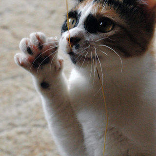 癒し系のかわいい三毛猫です