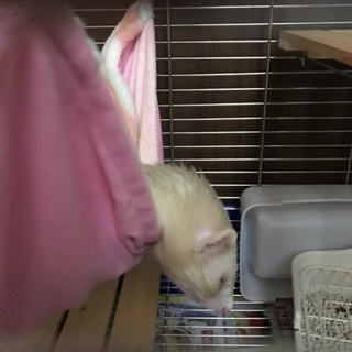 可愛いマーシャルフェレットです！