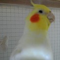 一時募集停止　オカメインコ　オス　２羽