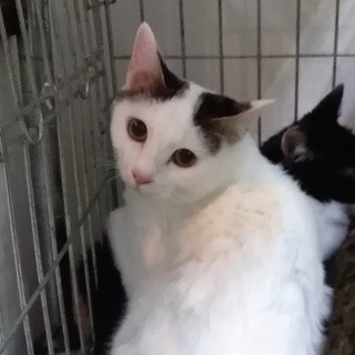 交通系電子マネー兄妹【きたか】