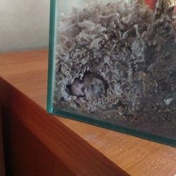 ベビハム激写♪