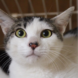 シロキジ　男の子　アポくん