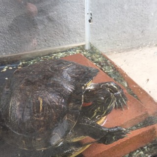 15年間大切に育ててきましたが。。