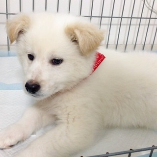 雑種 2ヶ月 垂れ耳