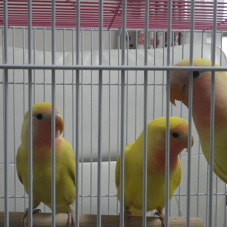 里親様決定しました。ありがとうございました。