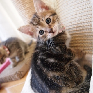 アメショーMIX可愛い女の子♪