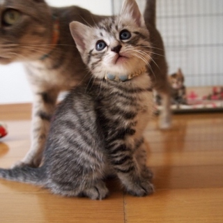 美猫6兄妹「キキ」♪