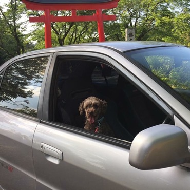 車の中からこんにちわ