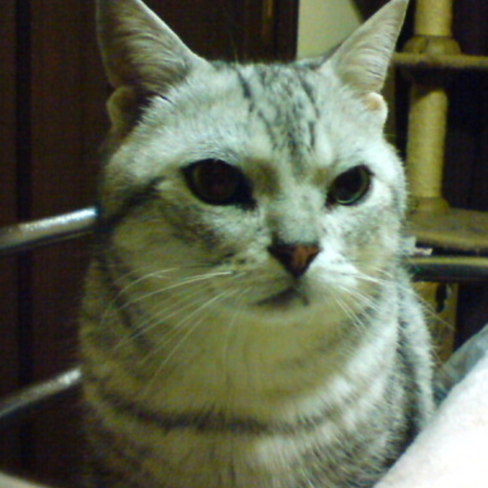 ネコのカバー写真