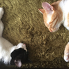 なら地域ねこの会(おた)(保護活動者)