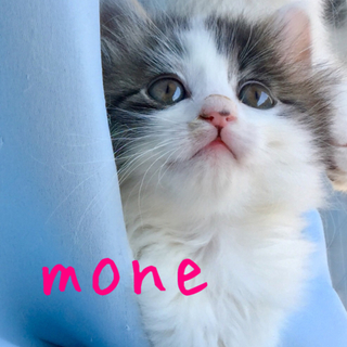 モネが好きなことってなあ〜んだ？