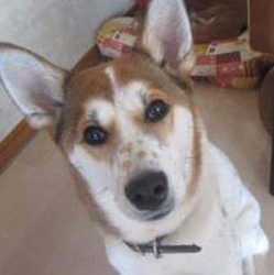 アグリドッグレスキュー2017年４月犬譲渡会 サムネイル1