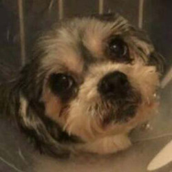 アグリドッグレスキュー2017年４月犬譲渡会 サムネイル2