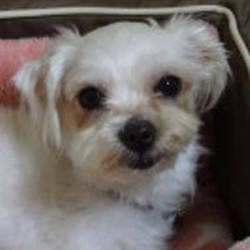 アグリドッグレスキュー2017年４月犬譲渡会 サムネイル3