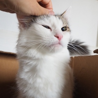 「面談予定」　ちょっぴり怖がり「ヒナコ」ちゃん♡