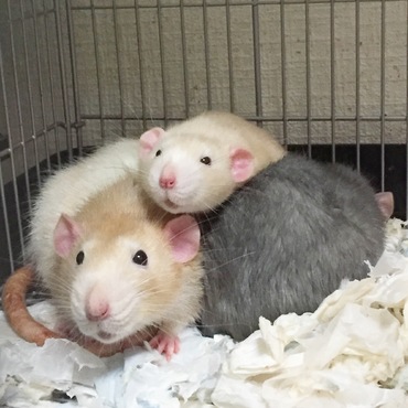 そういえば ラビオっちゃとシャンちゃんの間に子供ができました