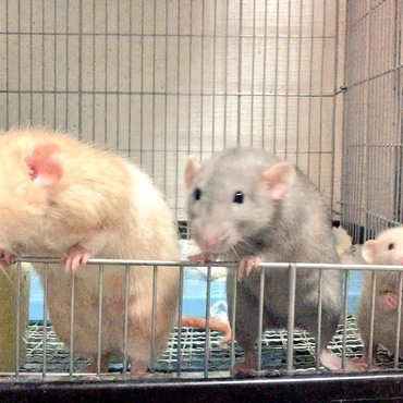 かわいいいいいいいいい