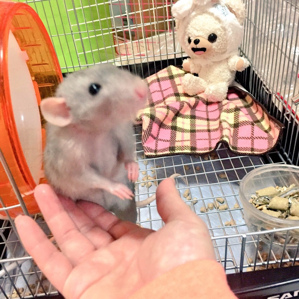 シャンプーのカバー写真