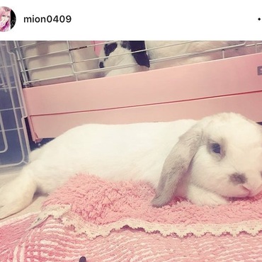 ペット写真などのインスタやってます！