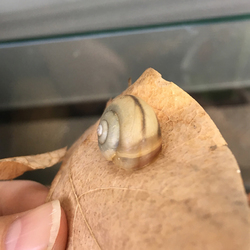 「カタツムリ」サムネイル2