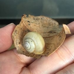 「カタツムリ」サムネイル3