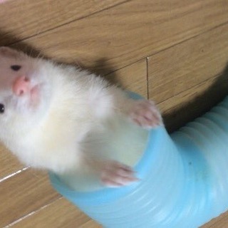 おやんちゃ盛りの男の子です