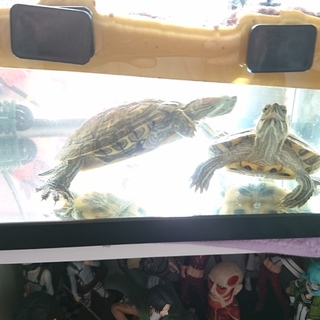 元気なミドリガメ２匹