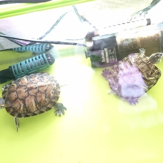 ミドリガメ２匹