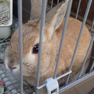 自宅で飼っている若いウサギ（オス）です