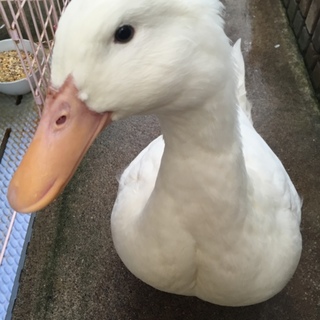 よろしくお願いします。