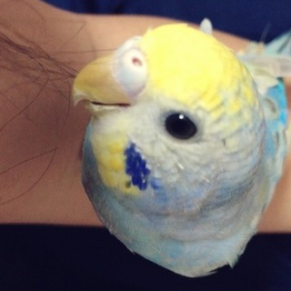 至急、里親募集