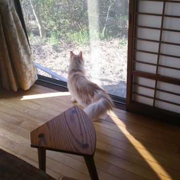 窓辺が気に入った様子