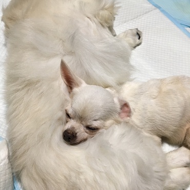 ペキ枕 (o^^o)   全盲の姫白〔こはく〕がペキニーズのガチャを枕にスヤスヤ。フカフカのガチャの毛は気持ちいいね。