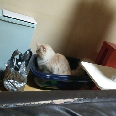 引越し当日。踏ん張る虎鉄