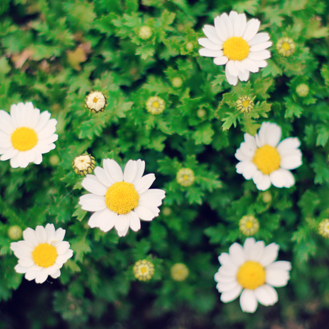 sa❀のカバー写真