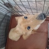 優しい里親様が見つかりました‼(T-T) サムネイル3