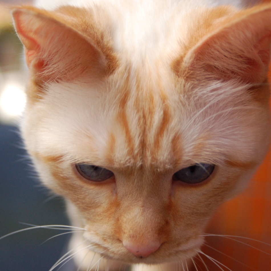 バニラのカバー写真