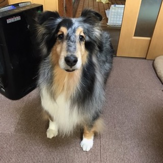 ありがとうございました☆シェルティブルーマール