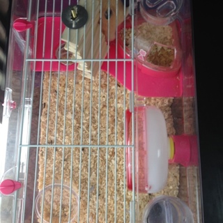 おっとりして可愛いゴールデンハムスター