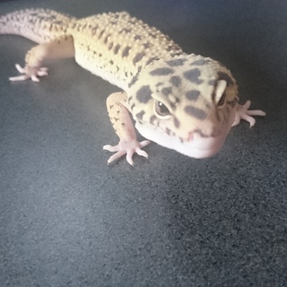 ヒョウモントカゲ エクリプス ♂