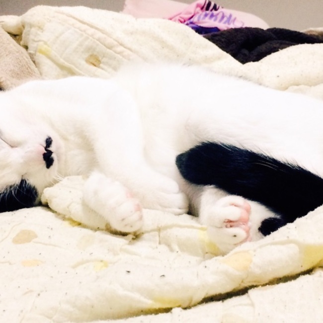 咲っちょのカバー写真