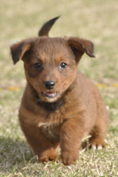 甘え上手な女の子 高橋めい 茨城県 犬の里親募集 ペットのおうち 月間利用者150万人