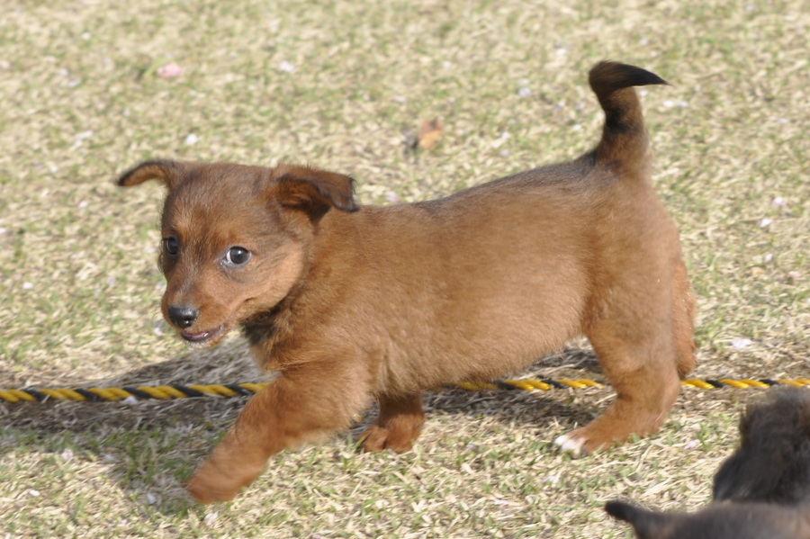 甘え上手な女の子 高橋めい 茨城県 犬の里親募集 ペットのおうち 月間利用者150万人