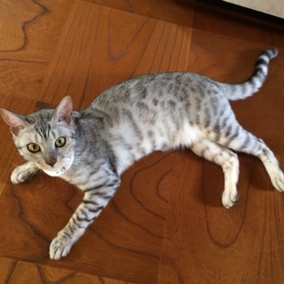 新しいご家族さまが決まりました